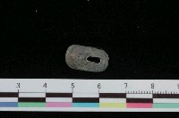 藏品(寬敞透孔螺)的圖片